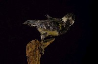 藏品(青背山雀)的圖片